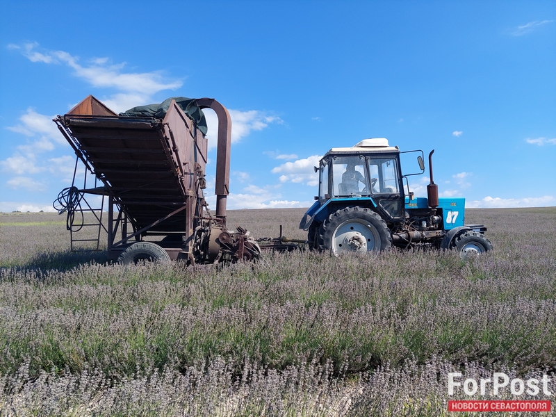 крым лаванда поле трактор уборка сельское хозяйство