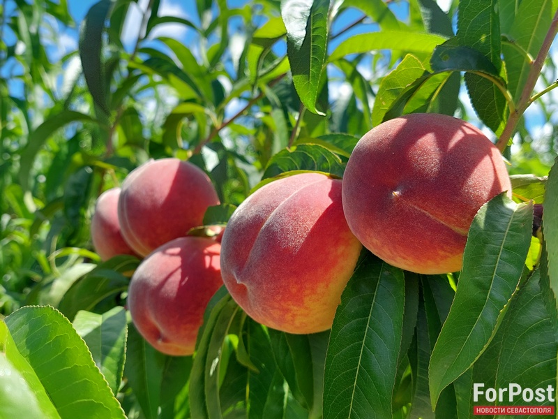 крым бахчисарай сельское хозяйство урожай сбор фрукты персики