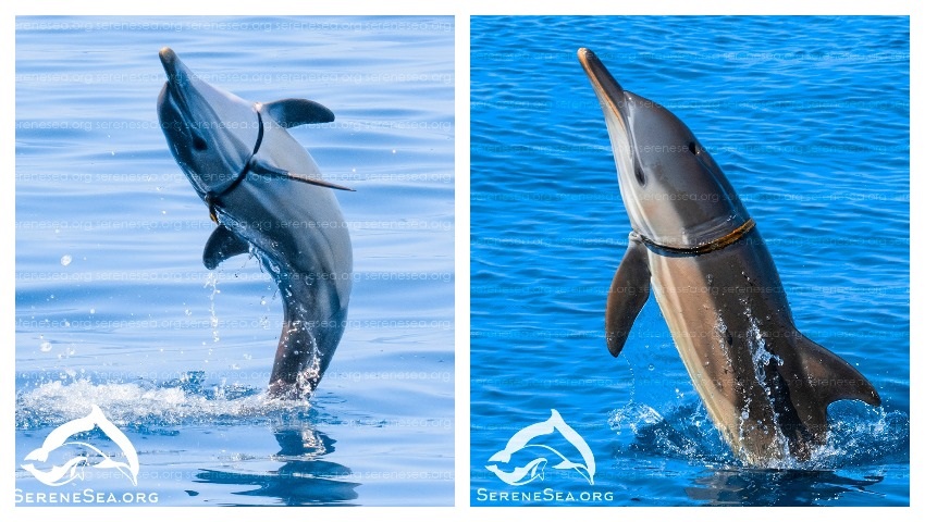 севатополь дельфины спасение