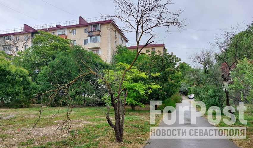 деревья вырубка высадка севастополь