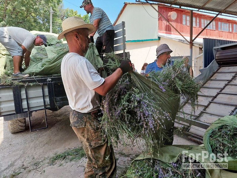 крым Алушта горная плантация лаванда сбор переработка