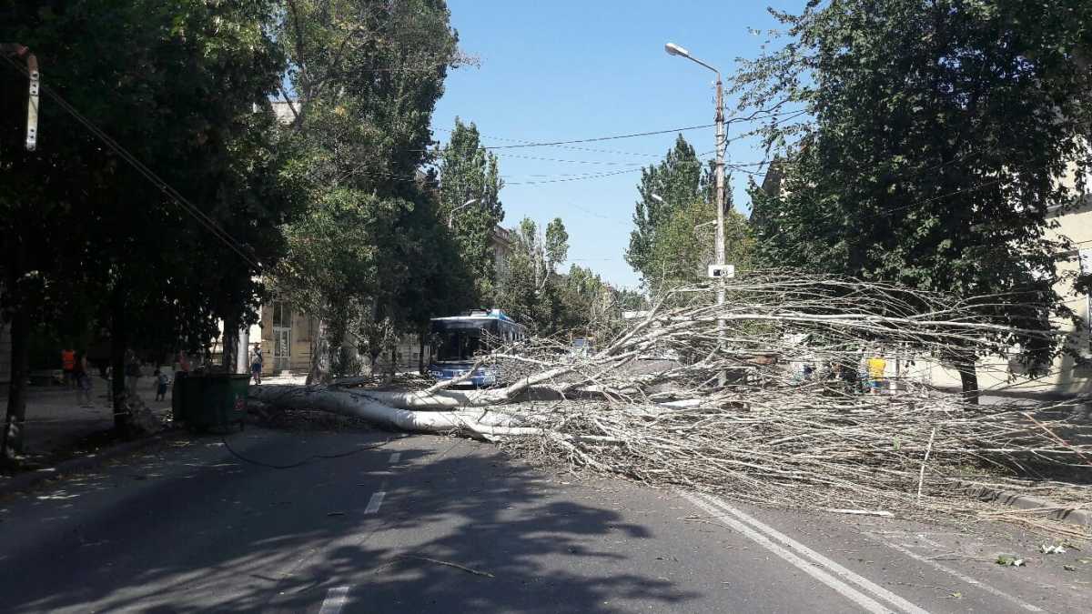 В Севастополе тополь перегородил дорогу