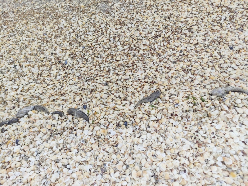 крым керчь генеральские пляжи рыба бычок замор