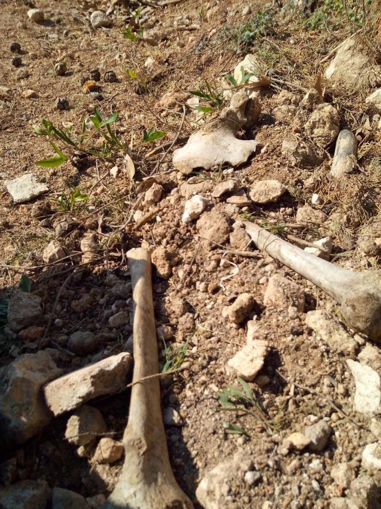 Севастополь найдены останки бойцов при застройке Казачьей бухты