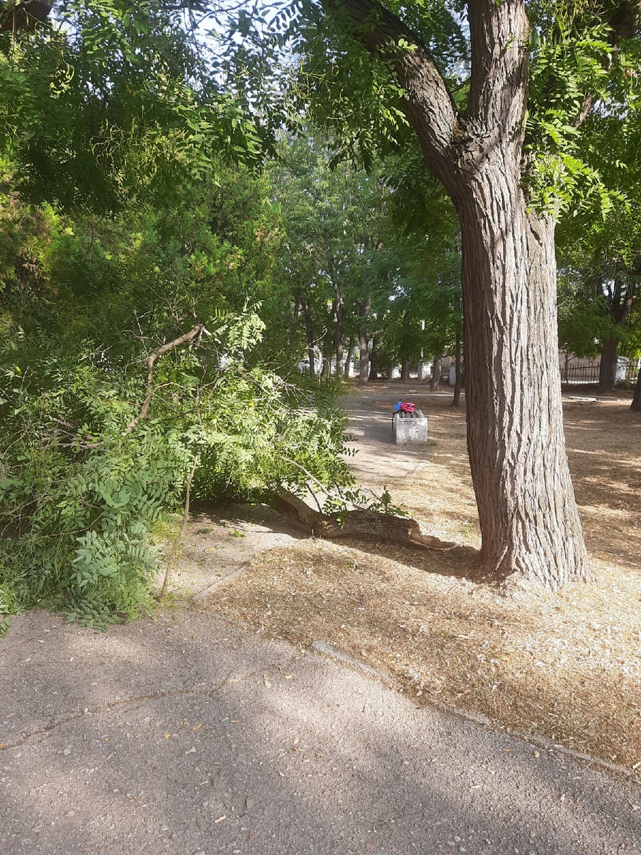 севастополь деревья происшествия сквер