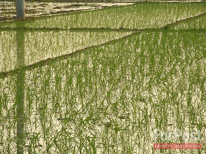 крым китай чеки рис зелень сельское хозяйство