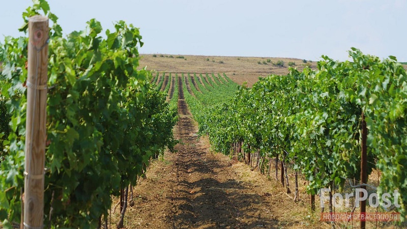 крым вилино виноградники лоза сельское хозяйство виноделие