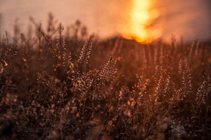 крым казантип природа закат заповедник травы