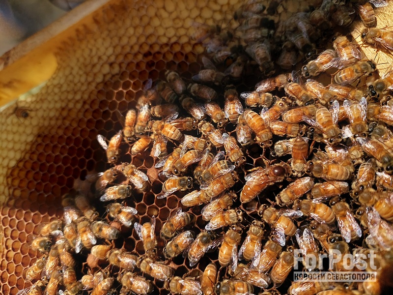 крым село Мичуринское Белогорский район фермер мёд пасека Гульзара Мусаева пчёлы соты