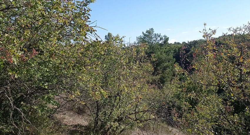 кладбище севастополь мекензиевы горы расширение деревья