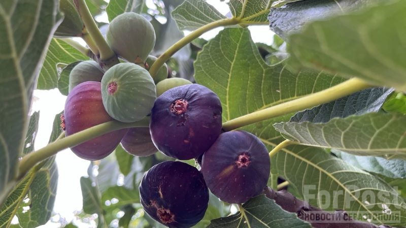крым инжир растения фрукты ягоды плоды лето 
