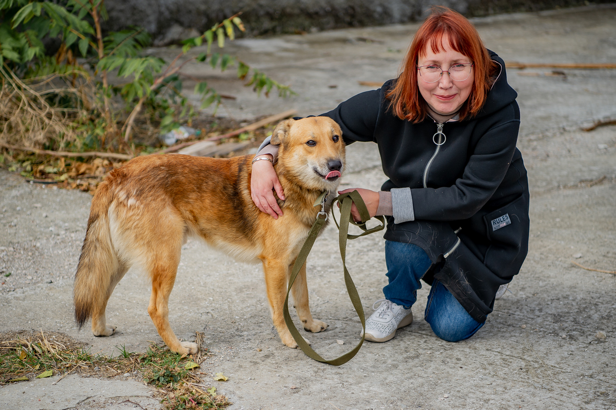 собаки бездомный помошь волонтёры зоозащитник приют