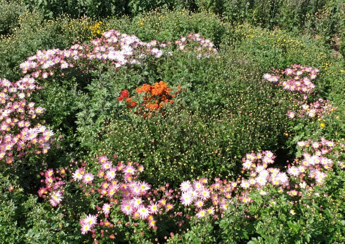 крым природа ботанический сад бал выставка цветы досуг хризантемы