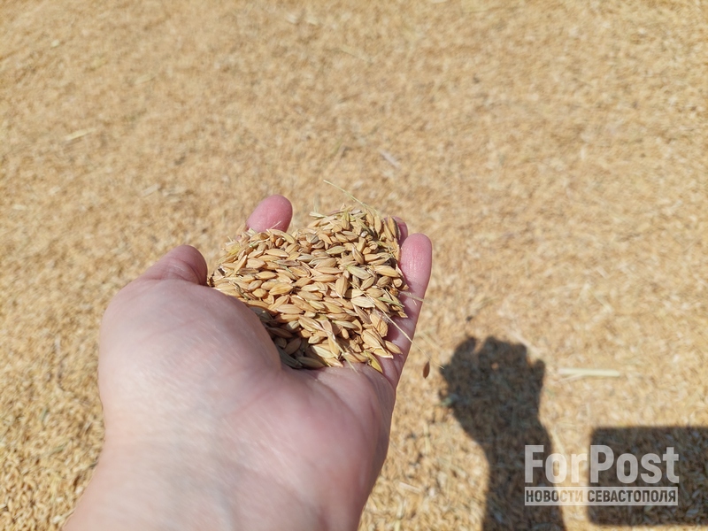 крым сельское хозяйство аграрии фермеры рисоводство рис зерно стоимость цена продукты