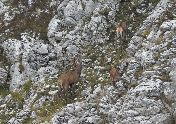 крым природа лес горы заповедник природа животные благородный олень рёв безопасность туристы гон