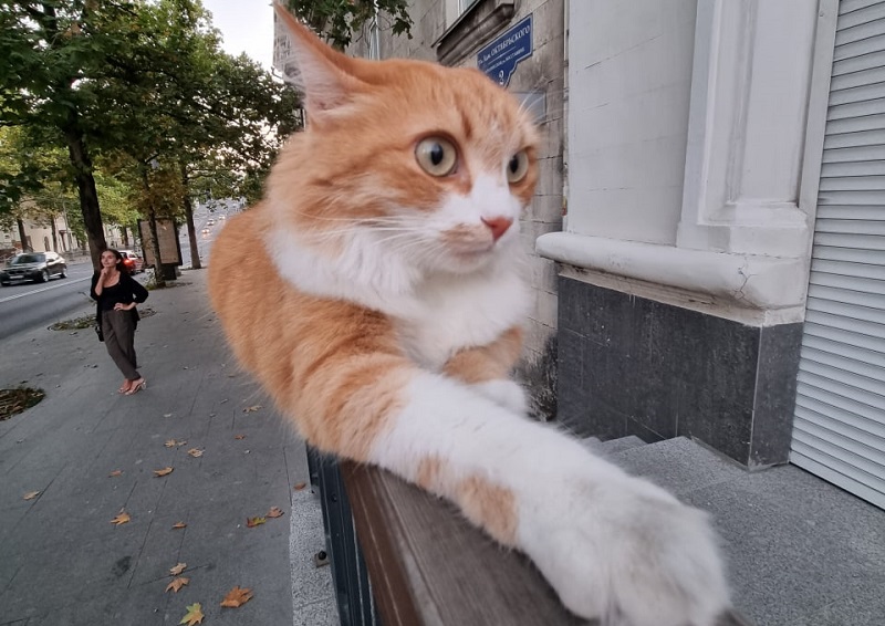 севастополь большая морская кот наблюдение животные улица