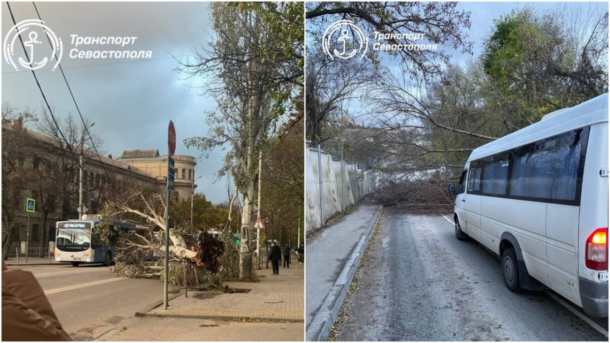 севастополь гоголя тополь перекрыл дорогу порвал провода ураган шторм 26 ноября 2023 год