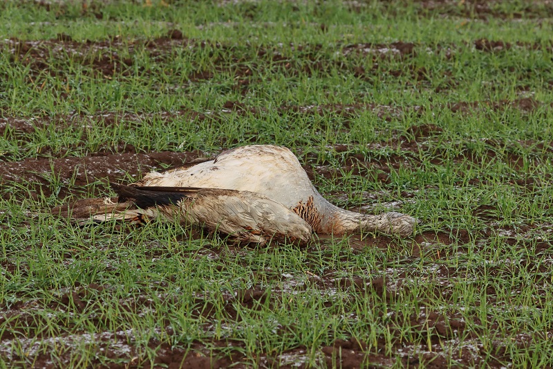 крым запад дрофа гибель птица сельско хозяйство отрава экология