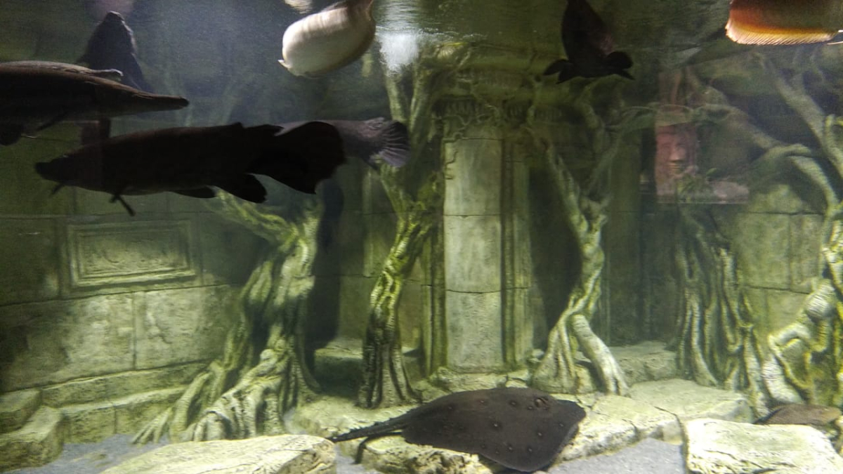 Севастополь, аквариум, рыбки