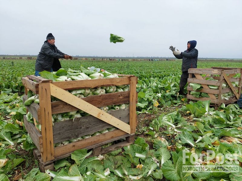 крым красногвардейский район сельское хозяйство поле пекинская капуста сбор урожая