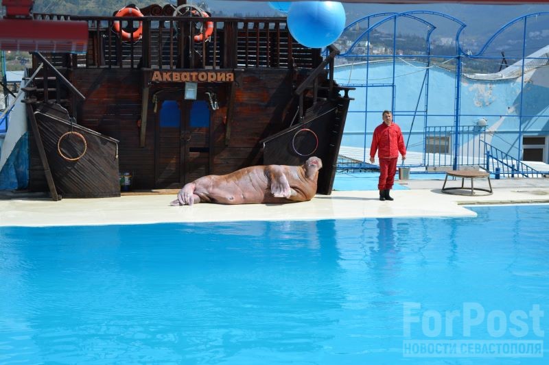 крым морж зоопарк цирк животные