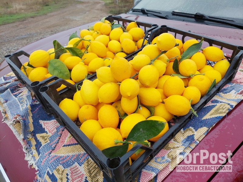крым саки лимоны червоновские лимонарий цитрусовые фермерство