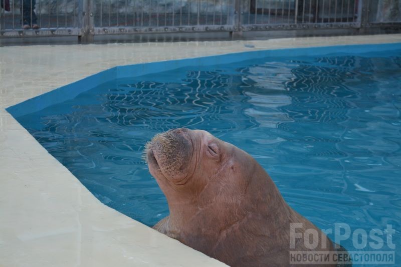 крым бахчисарай парк зоопарк морж животные бассейн
